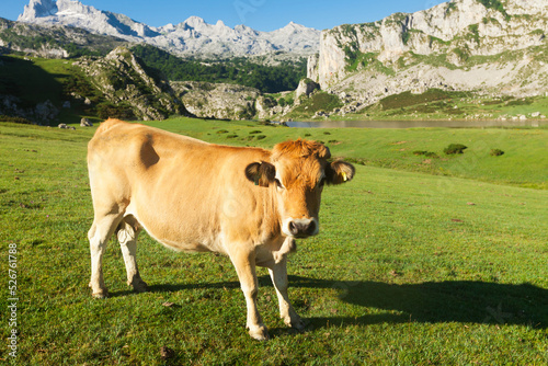 Asturian Mountain cattle cow sits on the lawn in a national park