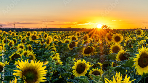 wschód słońca, zachód słońca, sunrise, sunset, pola, wieś, cuntry, słoneczniki, polska