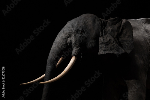 Portrait of an elephant on black background.