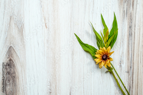 A single rudbeckia flower with a yellow celosia flower placed at the right of the image. Light wood background. Space for text.