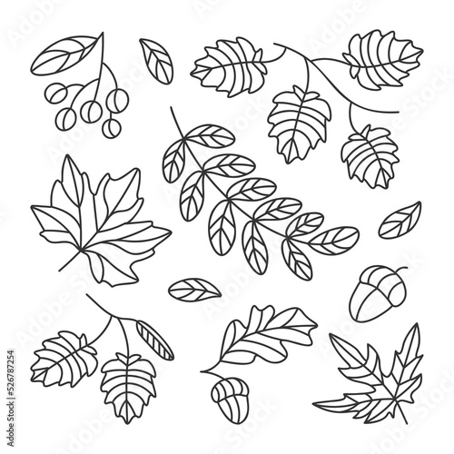 Lots of autumn vector leaves drawn with lines and a very beautiful autumn 