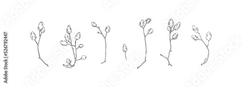 Hand drawn plant collection. Set of alder cones outlines. Black isolated plants sketch vector on white background. Herb wildflower decorative print elements