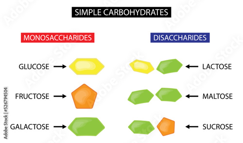 illustration of chemistry and biology, Simple Carbohydrates, carbohydrate is a biomolecule consisting of carbon, hydrogen and oxygen atoms, monosaccharides and disaccharides