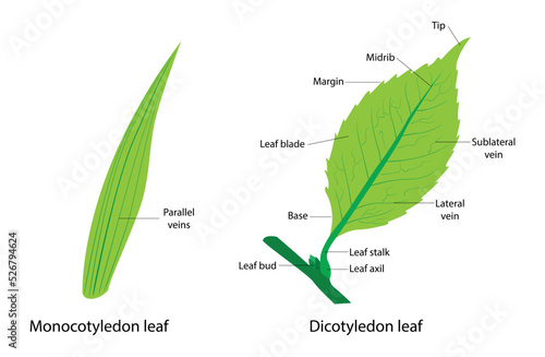 illustration of Plant Biology and botany, Characteristics of monocots and cotyledons, Difference Between Cotyledon Leaf and Cotyledon Leaf