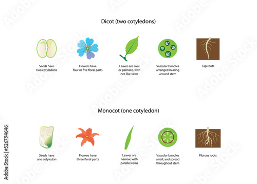 illustration of biology and plant kingdom, Difference Between Monocots and Dicots, Difference Between Monocotyledon and Dicotyledon, transport tissue in vascular plants