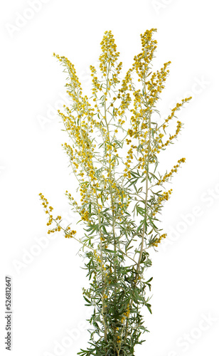 Artemisia vulgaris isolated on white background. Common mugwort flowers. Herbal medicine. Clipping path.