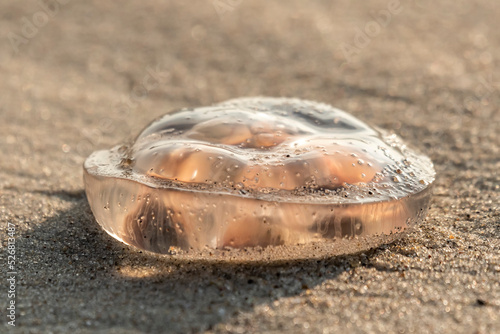 meduza na plaży na piasku w promieniach słońca