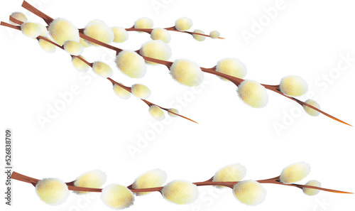 Catkin or Ament Slim, Cylindrical Flower Cluster PNG Isolated Transparent Background Illustration.