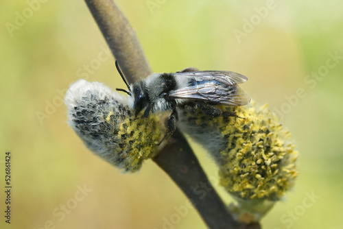 Closeup on a female ashy mining bee, Andrena cineraria collecting pollen from Goat willow, Salix caprea