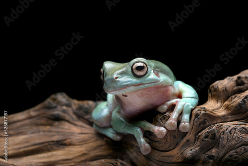 The Australian green tree frog (Ranoidea caerulea) on the tree bark