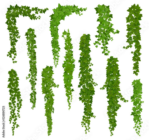 Vertical isolated ivy lianas, cartoon vector set of green vines with leaves corners, frames or borders. Climbing hedera creeper plant foliage. Tendril branches anf ivy lianas