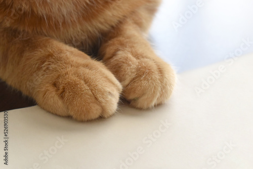 Ginger cat sitting on white paper. Cat paw on a piece of paper. Selective focus at the left paw. Copy space is on the right side. 