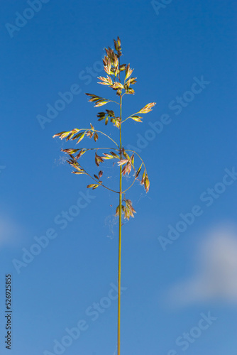 Poa angustifolia, Poa annua, Annual bluegrass, Poa pratensis, commonly known as Kentucky bluegrass, blue grass, meadow grass