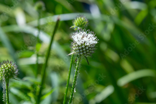 Dipsacus pilosus, Small Teasel. Wild plant shot in summer