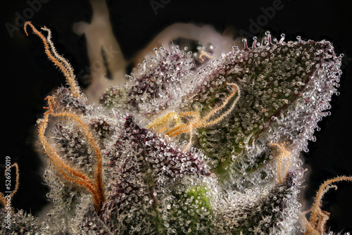 Super close up of cannabis trichomes