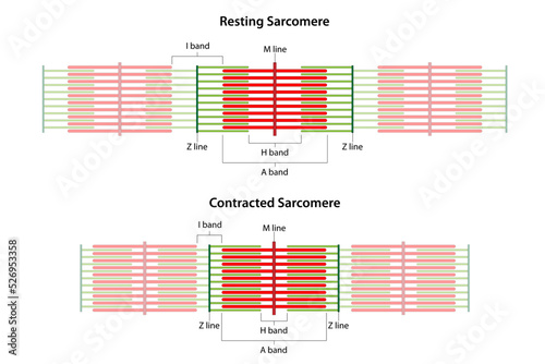 Sarcomeres in different functional stages: resting and contracted. Sarcomere showing the location of the I band, A band, H band, M line, and Z lines.