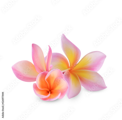 plumeria rubra flower isolated on transparent background. (.PNG)