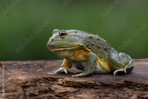 The African Giant Bullfrog (Pyxicephalus adspersus) is the world's second largest species of frog after the goliath frog.