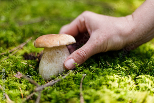 A hand pluck a wild edible porcini in the forest, close-up.