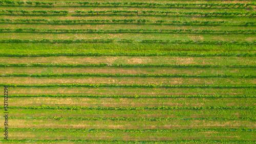 AERIAL, TOP DOWN: Vineyard with lined up vine trellises strung with grapevines