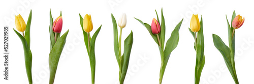 A collection of red and yellow tulip flowers isolated on a flat background.