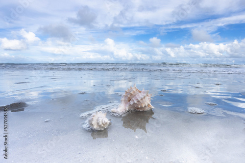 Seashells in Atlantic Ocean Water On Hilton Head Beach