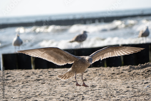 zbliżenie na ptaka - mewę nad polskim morzem