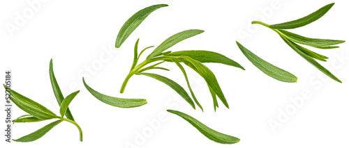 Falling tarragon leaves isolated on white background