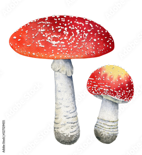 Watercolor forest mushrooms set. Big and small mushroom illustration. Amanita botanical illustration isolated on white background