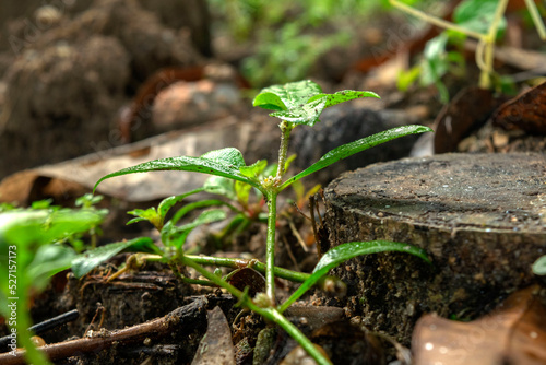 Solo da floresta