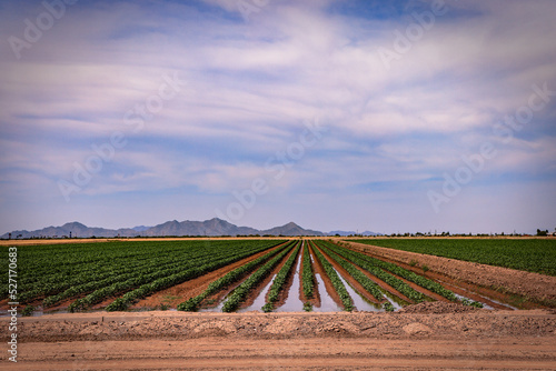 Farming Cotton in Drought-stricken Arizona