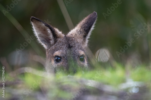 Wild swamp wallaby (Wallabia bicolor) portrait, Victoria, Australia