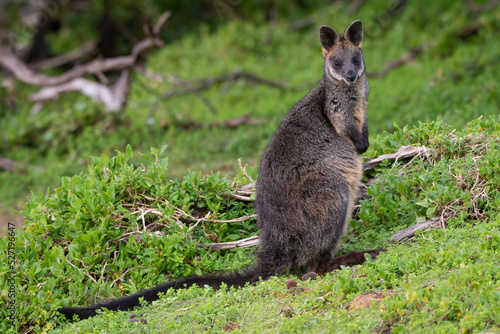 Swamp wallaby (Wallabia bicolor), Tower Hill Wildlife Reserve, Victoria