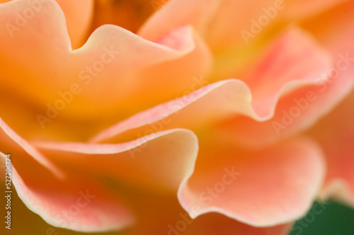 Rose flower fragment, macro shot