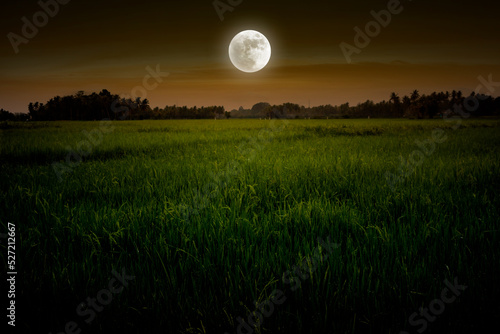 Full moon in rice field