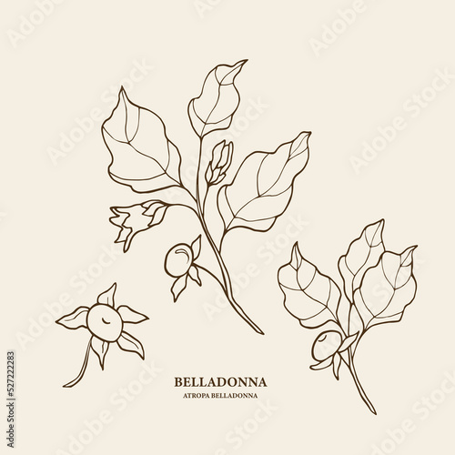 Hand drawn belladonna plant illustration
