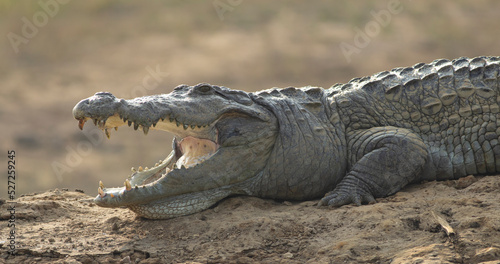 Crocodile with its mouth open basking in the sun; crocodiles resting; mugger crocodile from Sri Lanka 