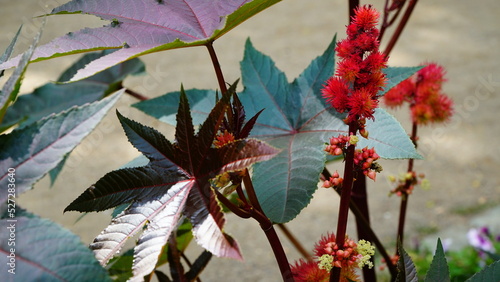 Blooming red castor oil plant with dark violet leaves