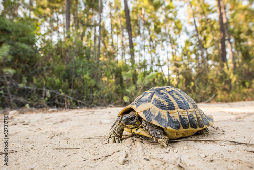 Hermann's tortoise seen on a track in the forest of Corsica near the beach of Ghisonaccia. Corsica, France. Protected species