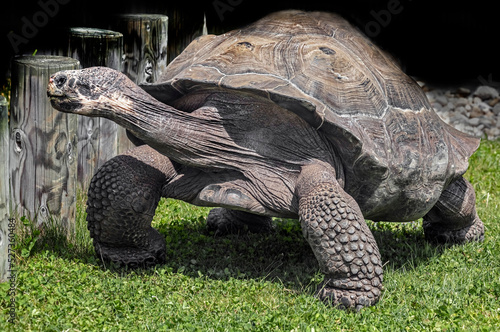 Galapagos tortoise on the lawn in its enclosure. Latin name - Geochelone nigra