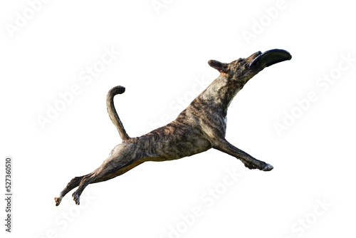 Perro en salto recuperando un frisbee