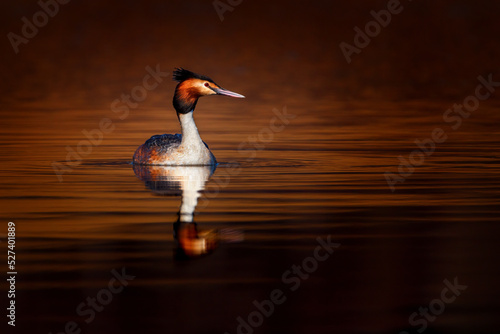 The great crested grebe is a member of the grebe family of water birds