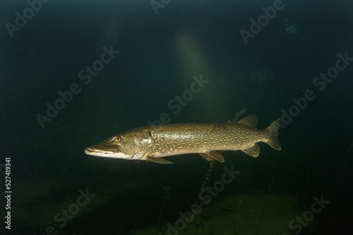 Calm northern pike in Traun river. River scuba diving. Pike during dive. European nature.