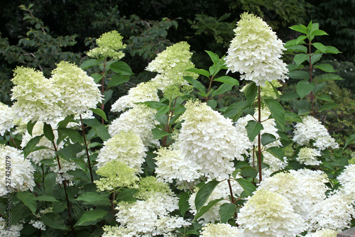 Hydrangea paniculata 'Phantom' in flower.