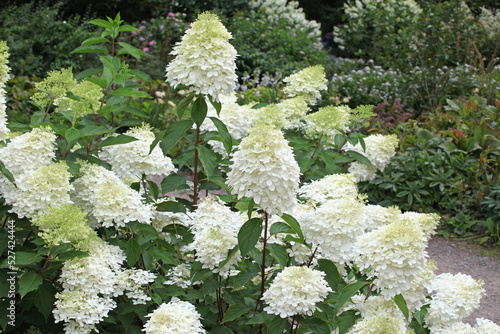 Hydrangea paniculata 'Phantom' in flower.