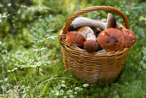 Forest mushroom boletus, cep, porcini, chanterelle collected in a wooden wicker basket. Late summer and autumn harvest. Natural food. Karelia region