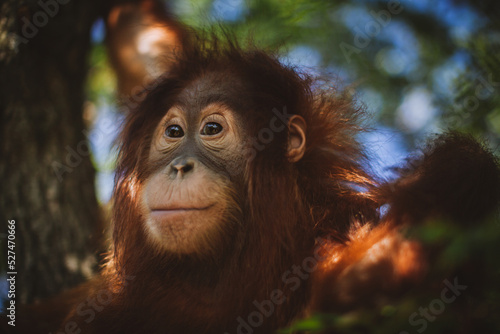 Cutest baby orangutan hangs in a tree in zoo