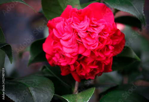 Kramer's Supreme Camellia Japonica