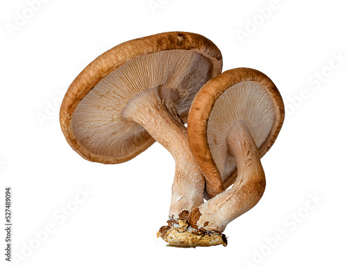 Macro closeup shitake mushrooms isolated on transparent background