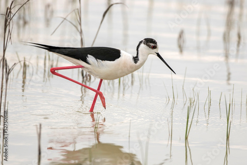 Stelzenläufer (Himantopus himantopus)